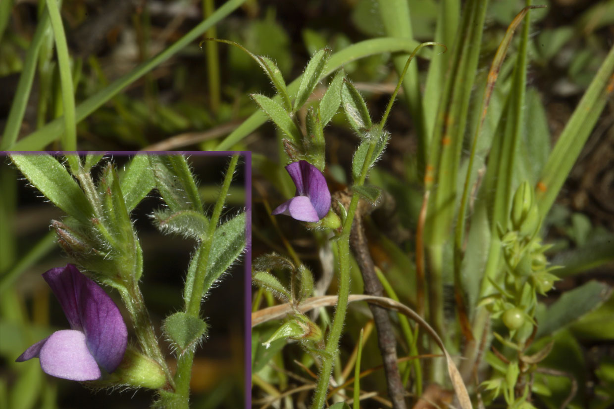 Vicia lathyroides