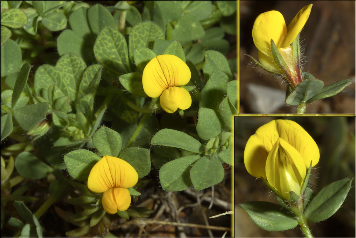 Lotus edulis