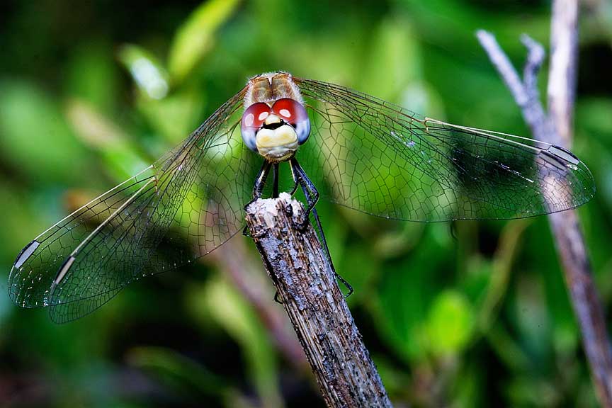 Sympetrum fonscolombii (Odonata, Libellulidae)