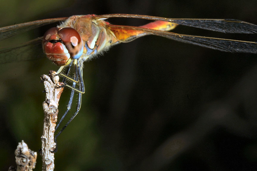 Sympetrum fonscolombii (Odonata, Libellulidae)