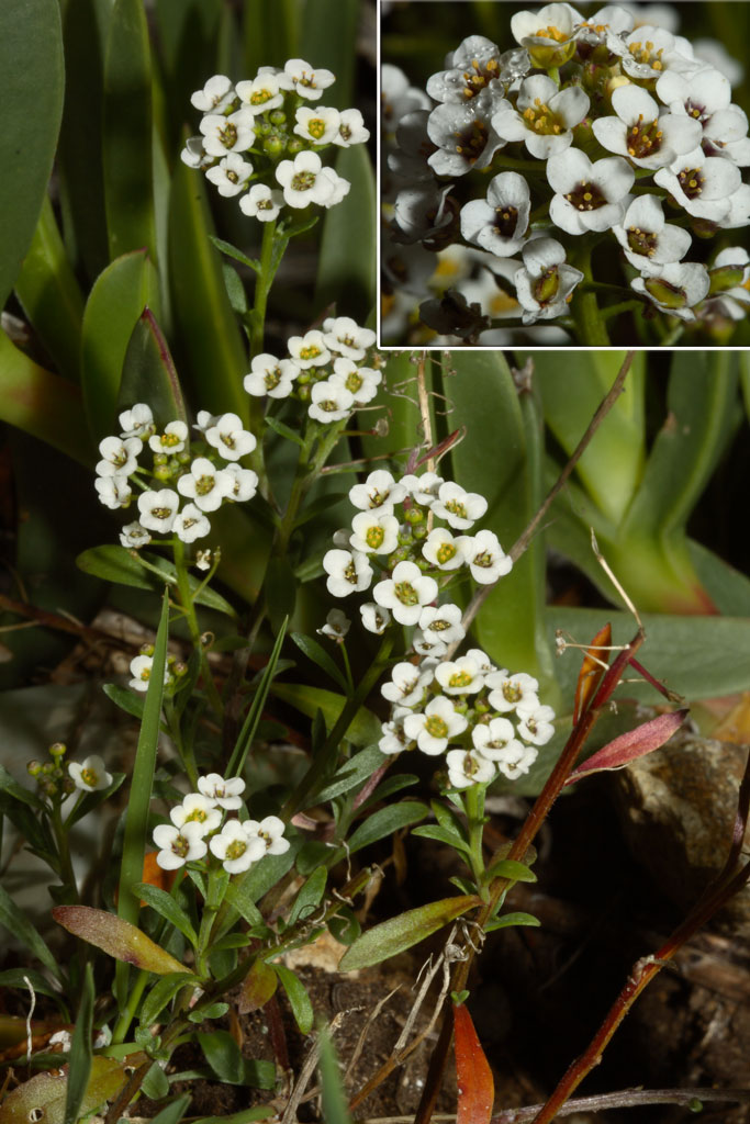 Teucrium fruticansLunaria annuaLavandula stoechas eLobularia