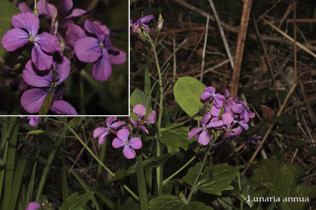 Teucrium fruticansLunaria annuaLavandula stoechas eLobularia