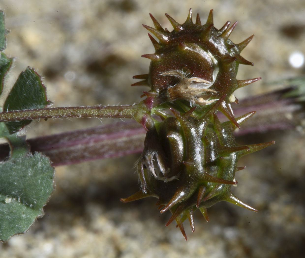 Leguminosa delle dune! - Medicago littoralis e M.marina