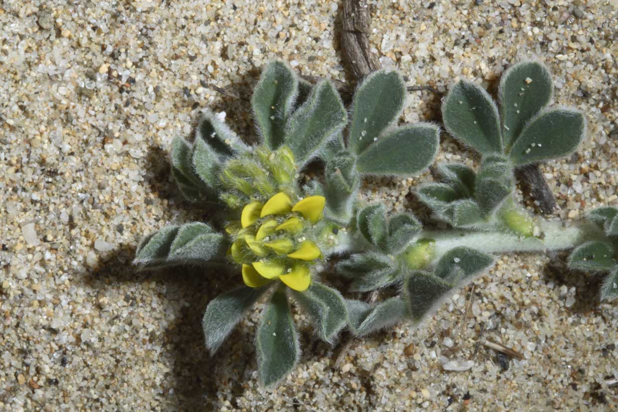 Leguminosa delle dune! - Medicago littoralis e M.marina