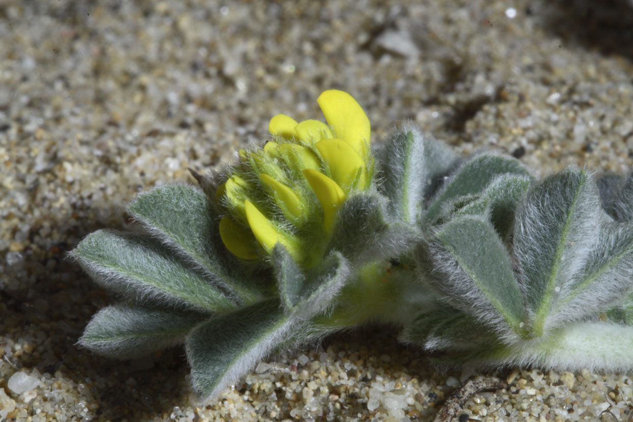 Leguminosa delle dune! - Medicago littoralis e M.marina