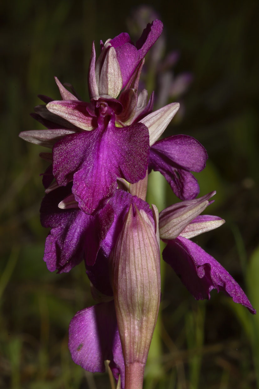 Ibrido intergenerico (O. morio x S. neglecta)