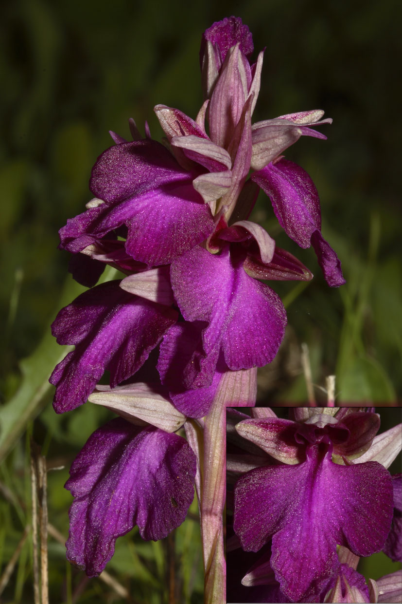 Ibrido intergenerico (O. morio x S. neglecta)