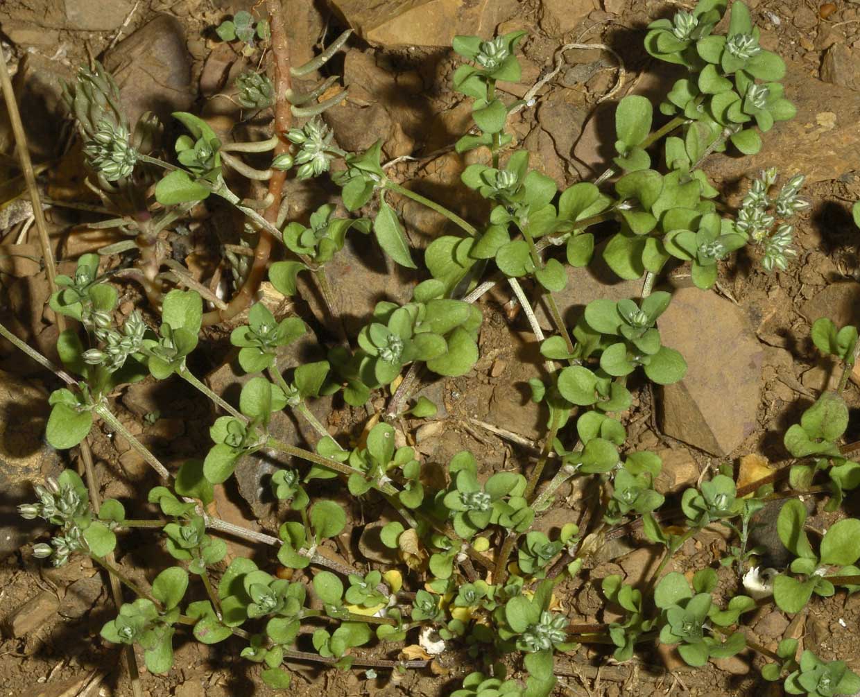 Questa mi fa impazzire! - Polycarpon tetraphyllum