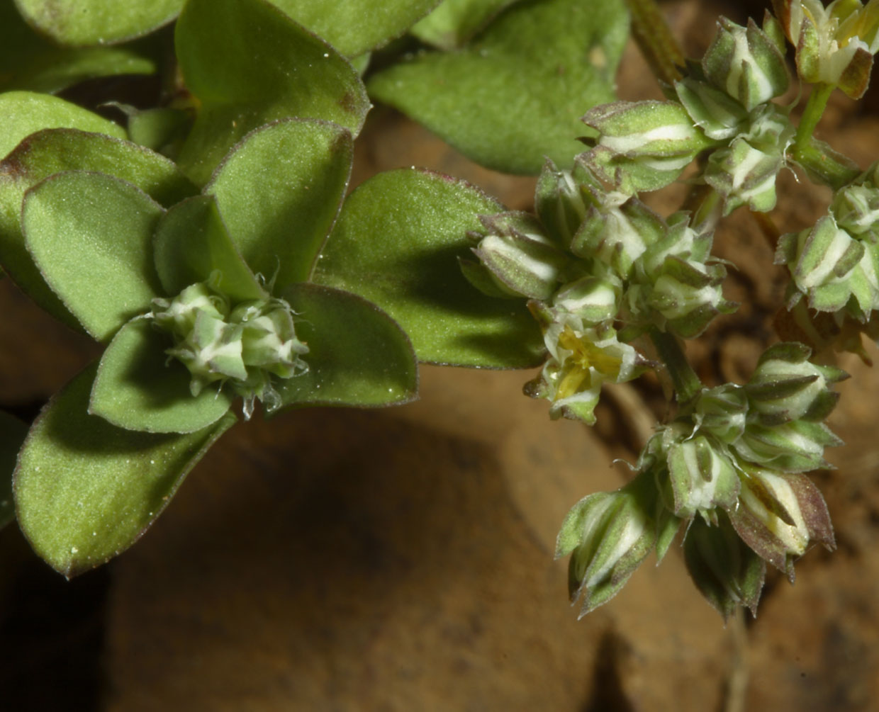 Questa mi fa impazzire! - Polycarpon tetraphyllum