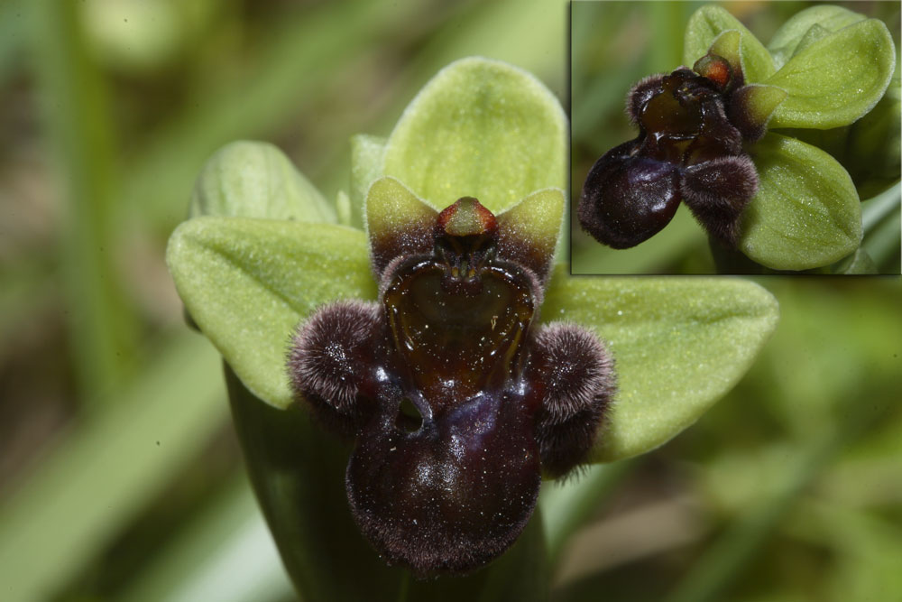 O. bombyliflora