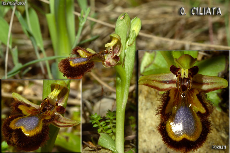 Ophrys ciliata / La Regina di tutte le Ophrys (secondo me).