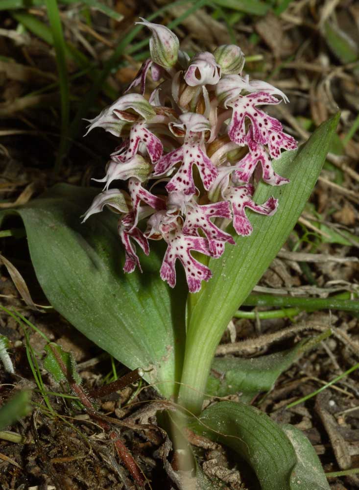 Neotinea lactea / Orchidea lattea