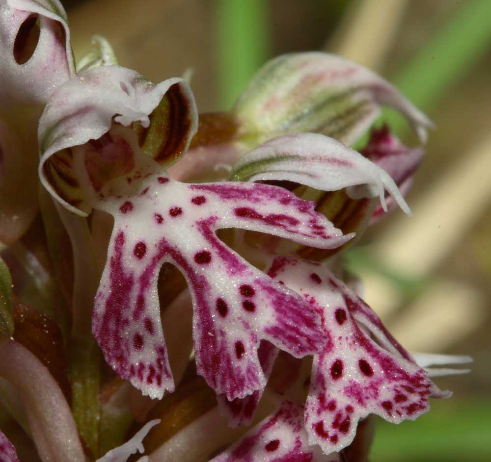 Neotinea lactea / Orchidea lattea