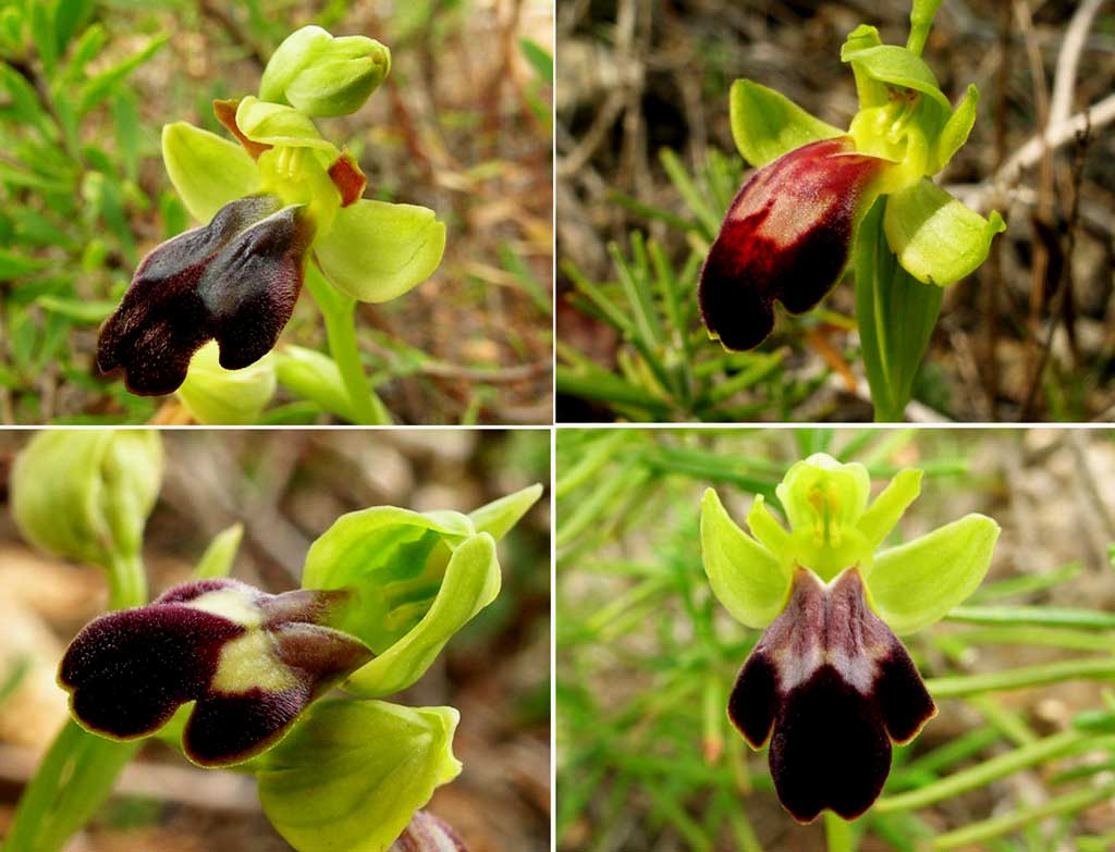 Ophrys fusca s.l. / (cosa ne pensate?)