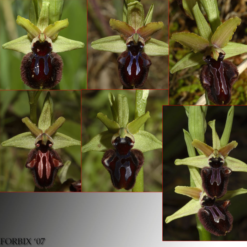 Un p di Ophrys incubacea