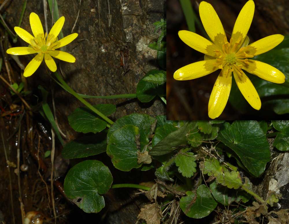 Ficaria verna (ex Ranunculus ficaria)