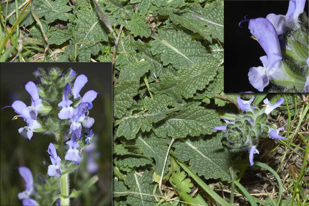 Salvia verbenaca / Salvia minore