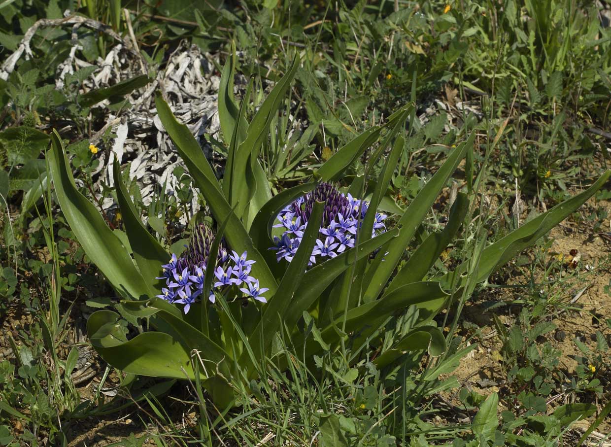 Scilla peruviana / Scilla maggiore