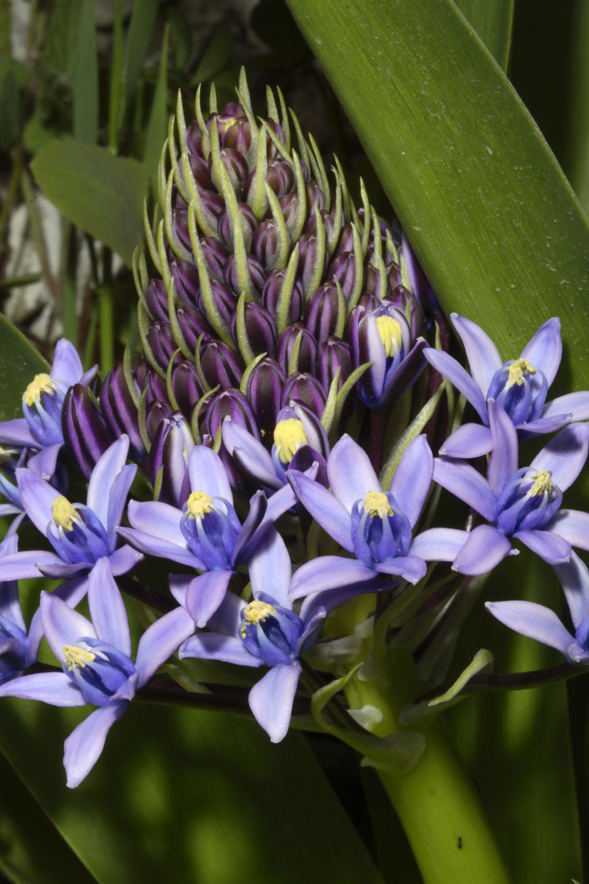 Scilla peruviana / Scilla maggiore