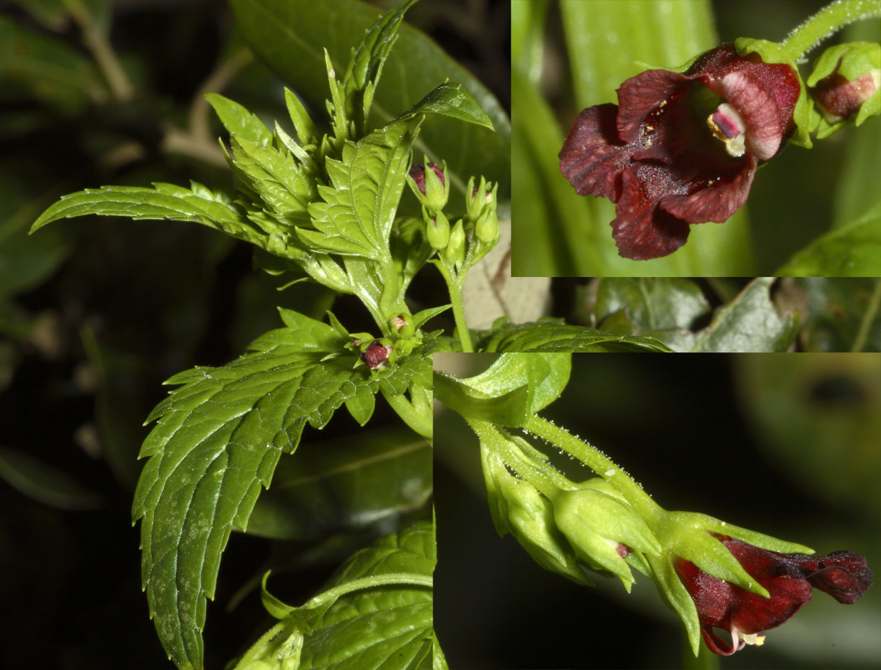 Scrophularia peregrina / Scrofularia annuale