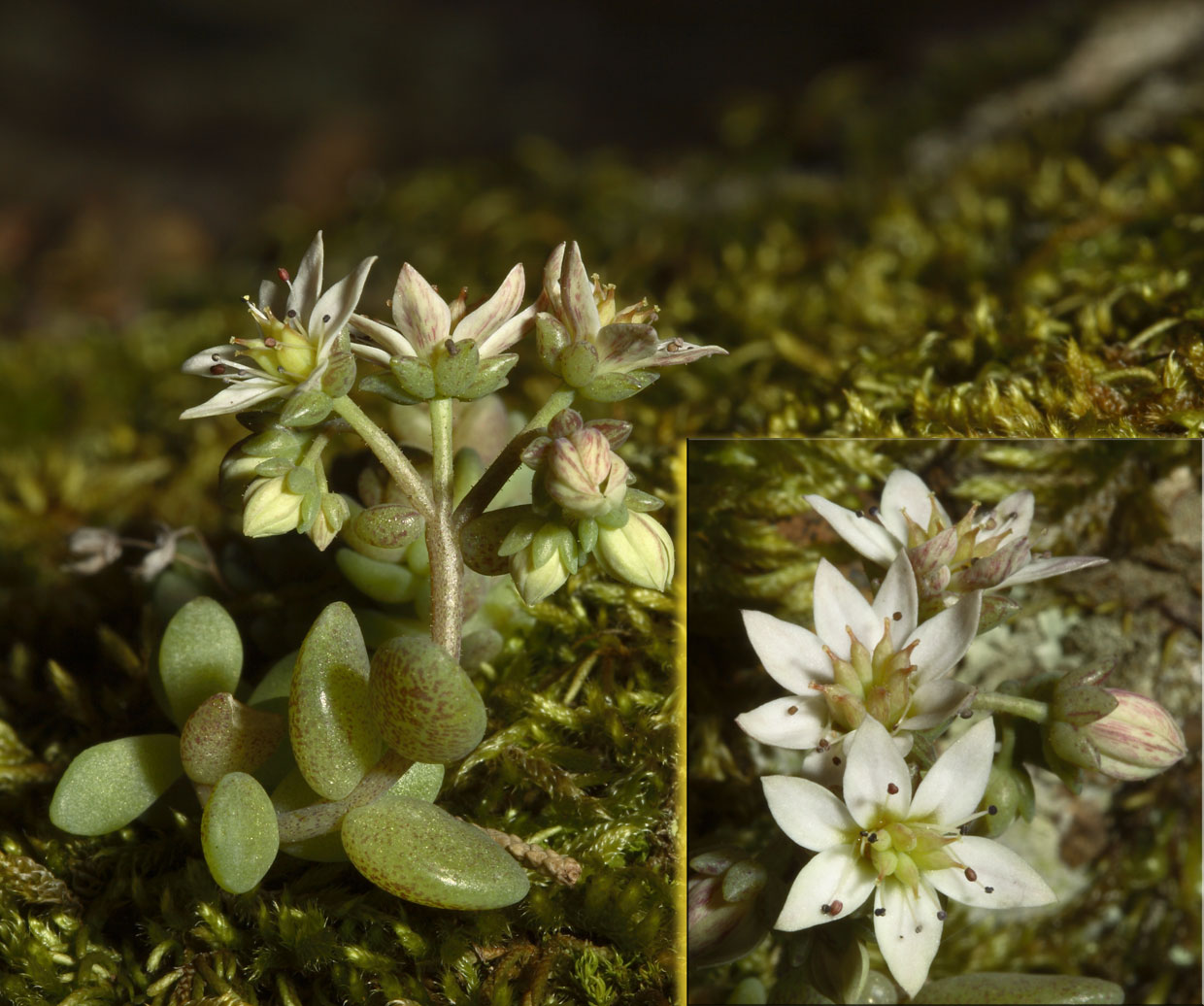 Sedum dasyphyllum / Borracina cinerea