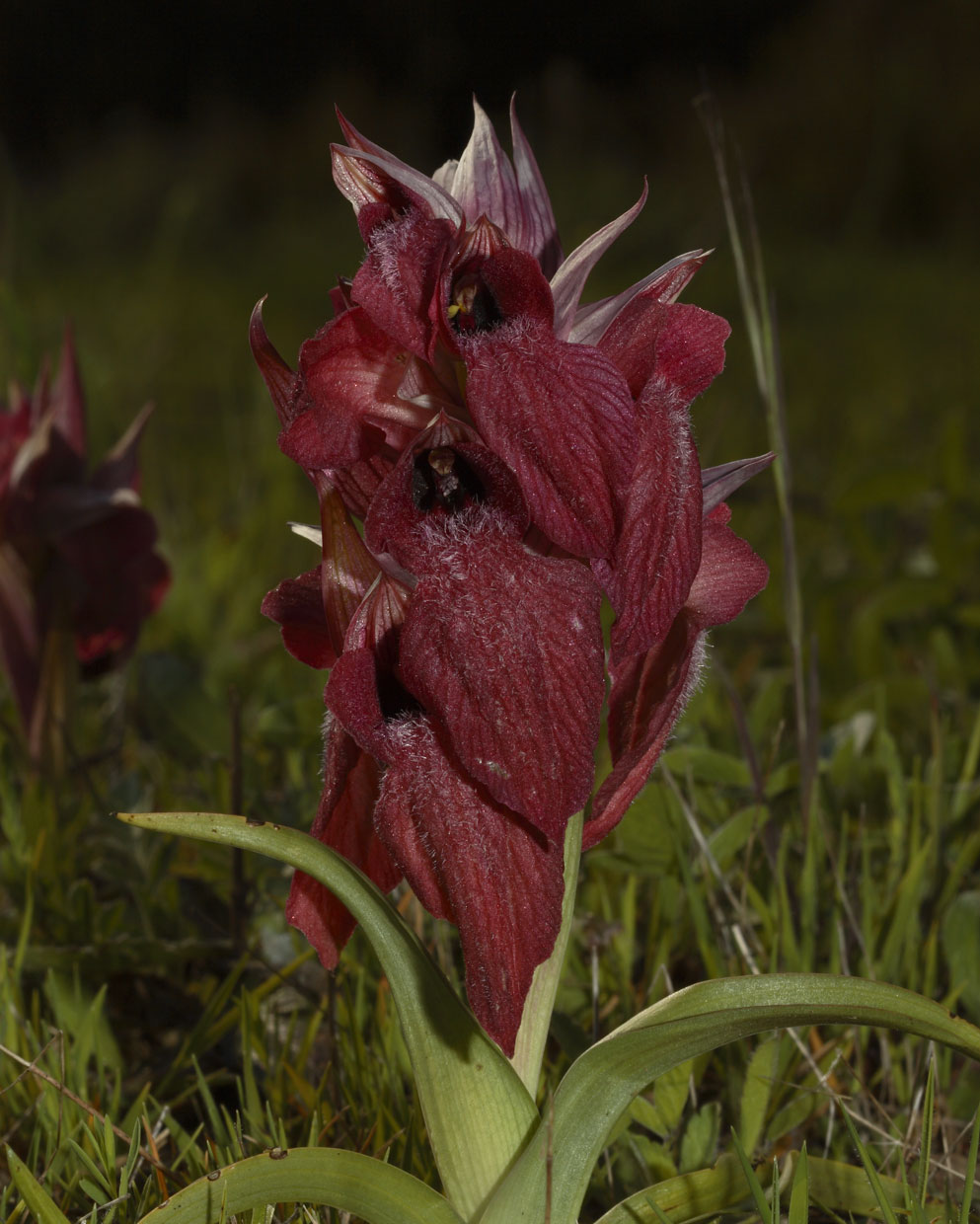 Serapias cordigera (prime fioriture)