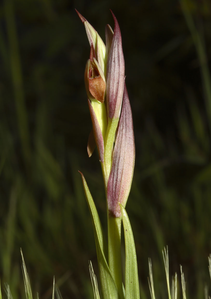 Serapias parviflora (la pi piccola delle Serapias)