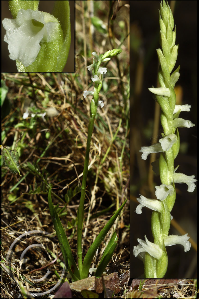 Spiranthes aestivalis (non comune)!