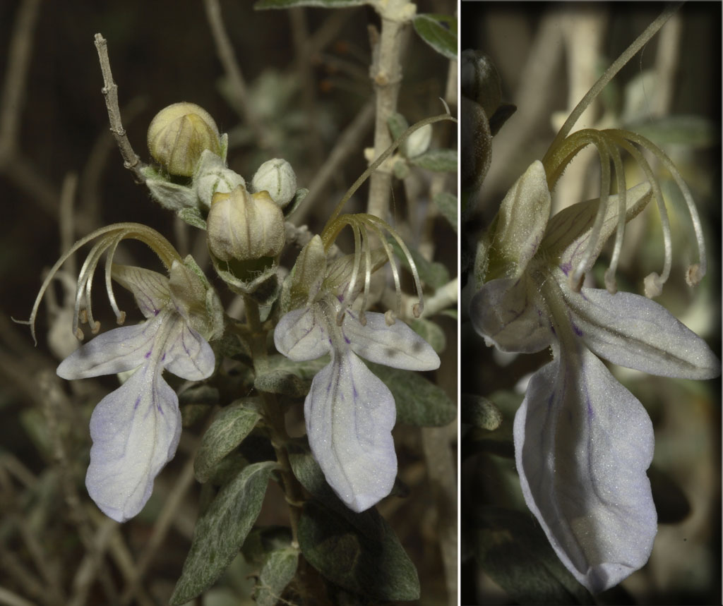 Teucrium fruticansLunaria annuaLavandula stoechas eLobularia