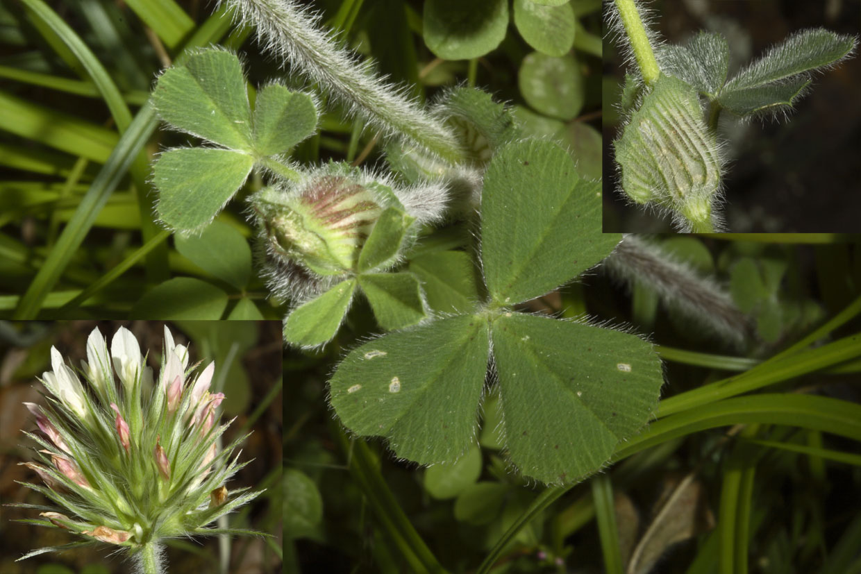 Sono quasi sicuro (Trifolium stellatum)