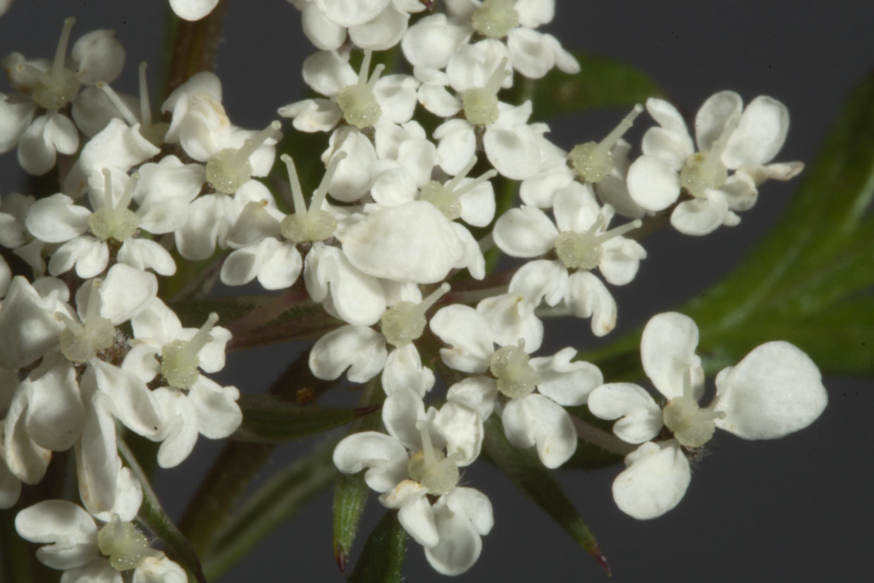 Daucus carota