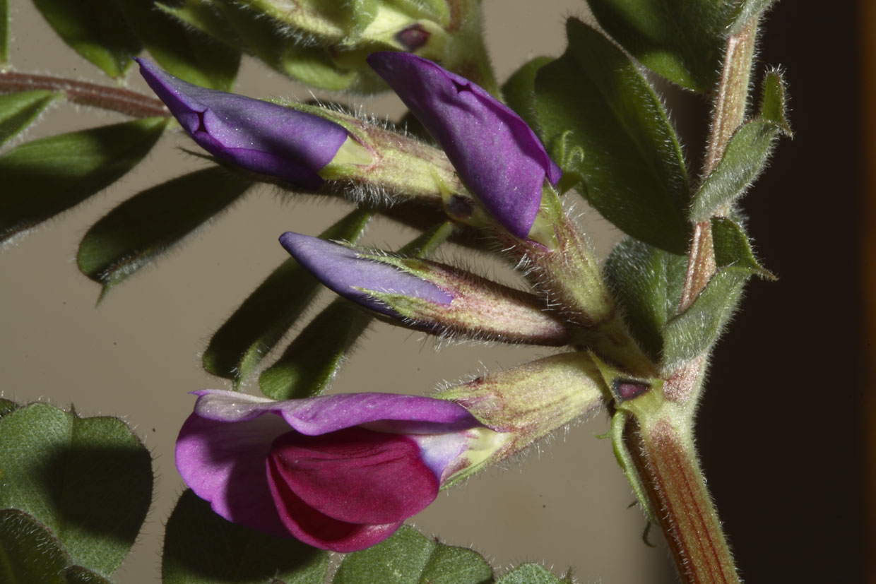 Vicia sativa ssp. segetalis