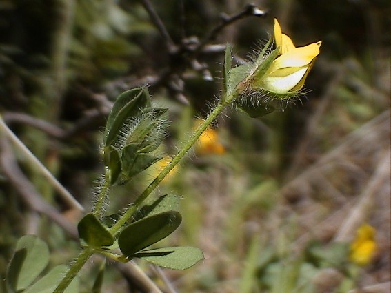 Lotus cfr. edulis