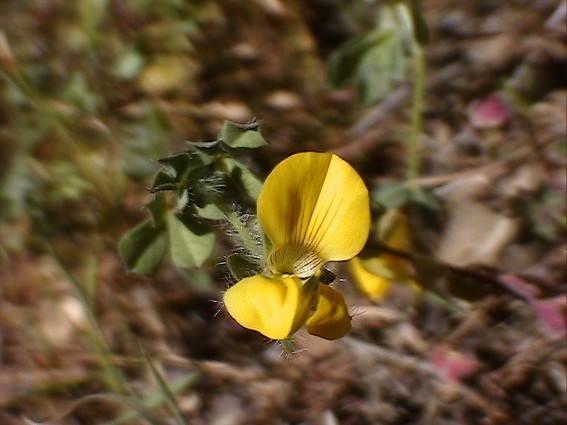 Lotus cfr. edulis