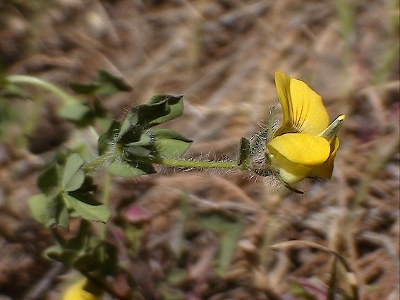 Lotus cfr. edulis