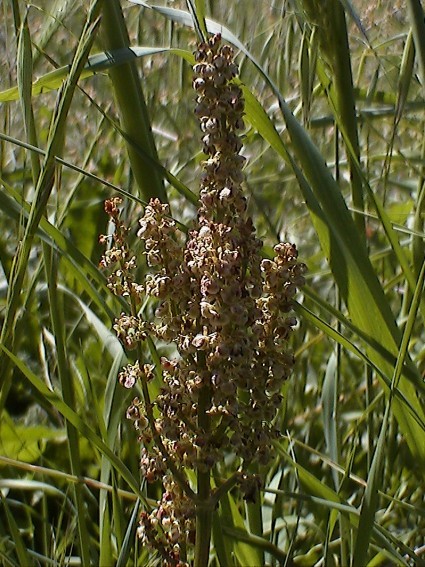 Rumex?