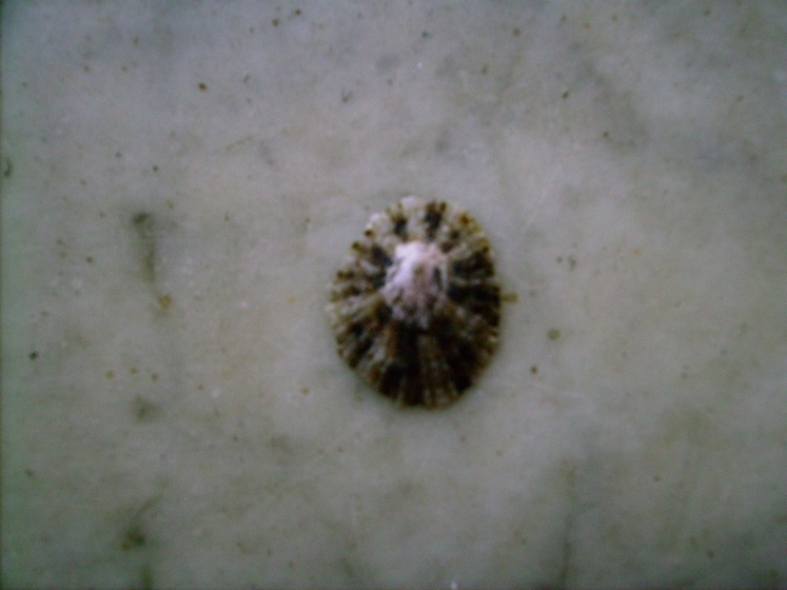 Patella  ulyssiponensis