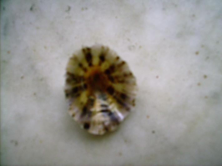 Patella  ulyssiponensis