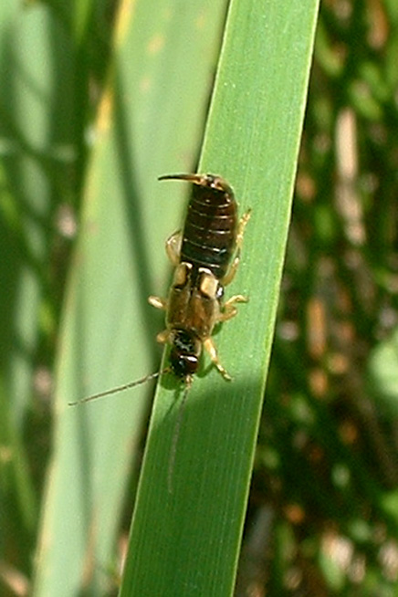 Forficula auricularia