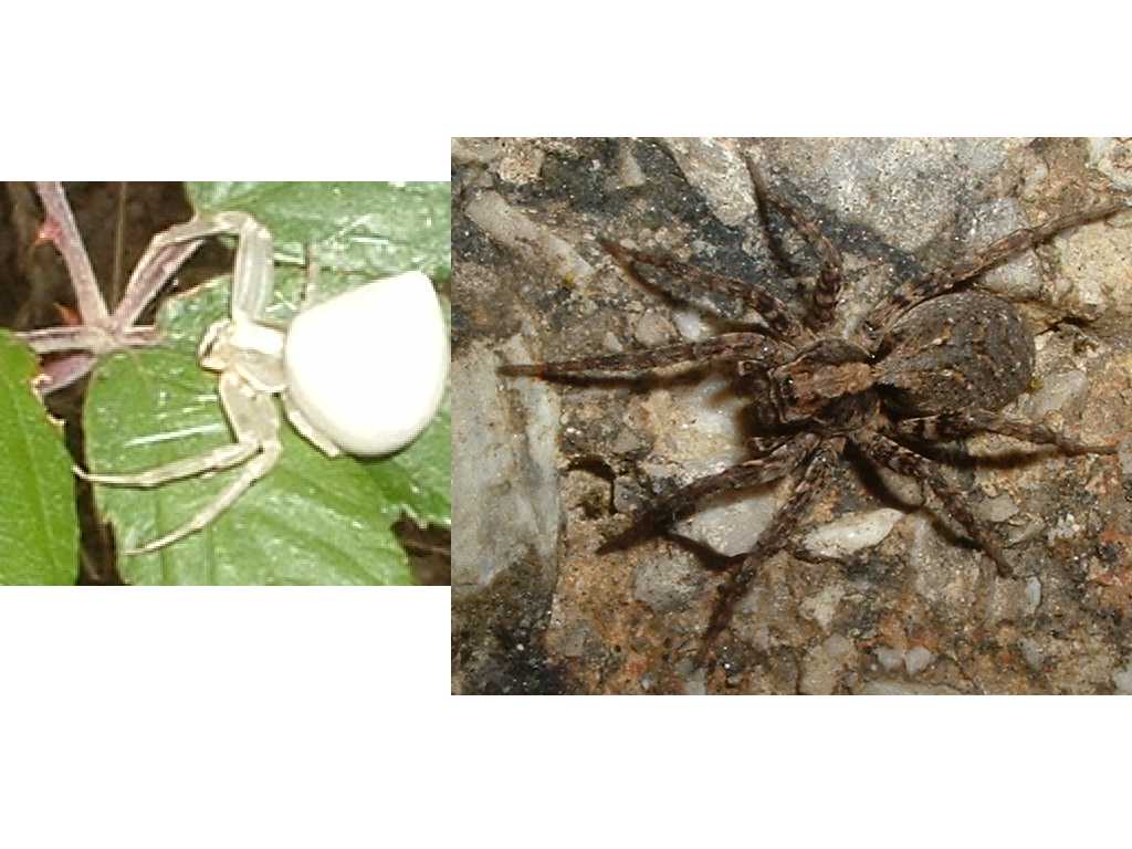 Due ragni (Thomisus e Lycosiidae)