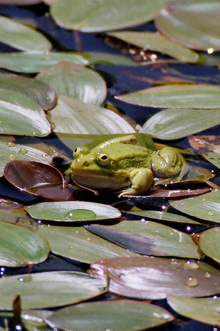 Rana da determinare - Pelophylax lessonae bergeri (Sicilia)