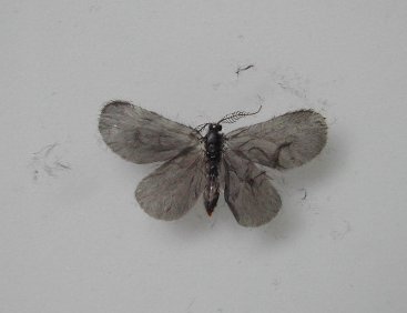 Falena da identificare