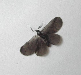 Falena da identificare