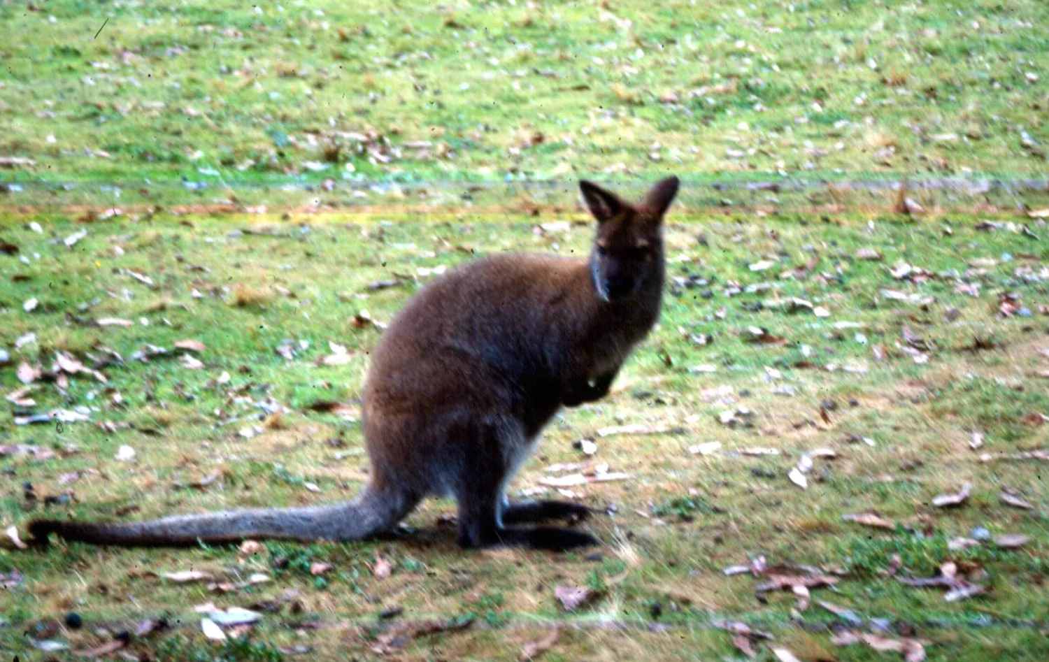 Qualche foto dalla Tasmania