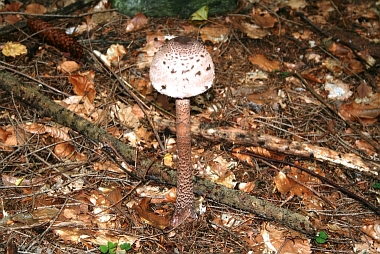 Lepiota procera