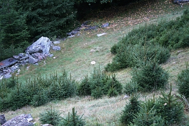 Lepiota procera