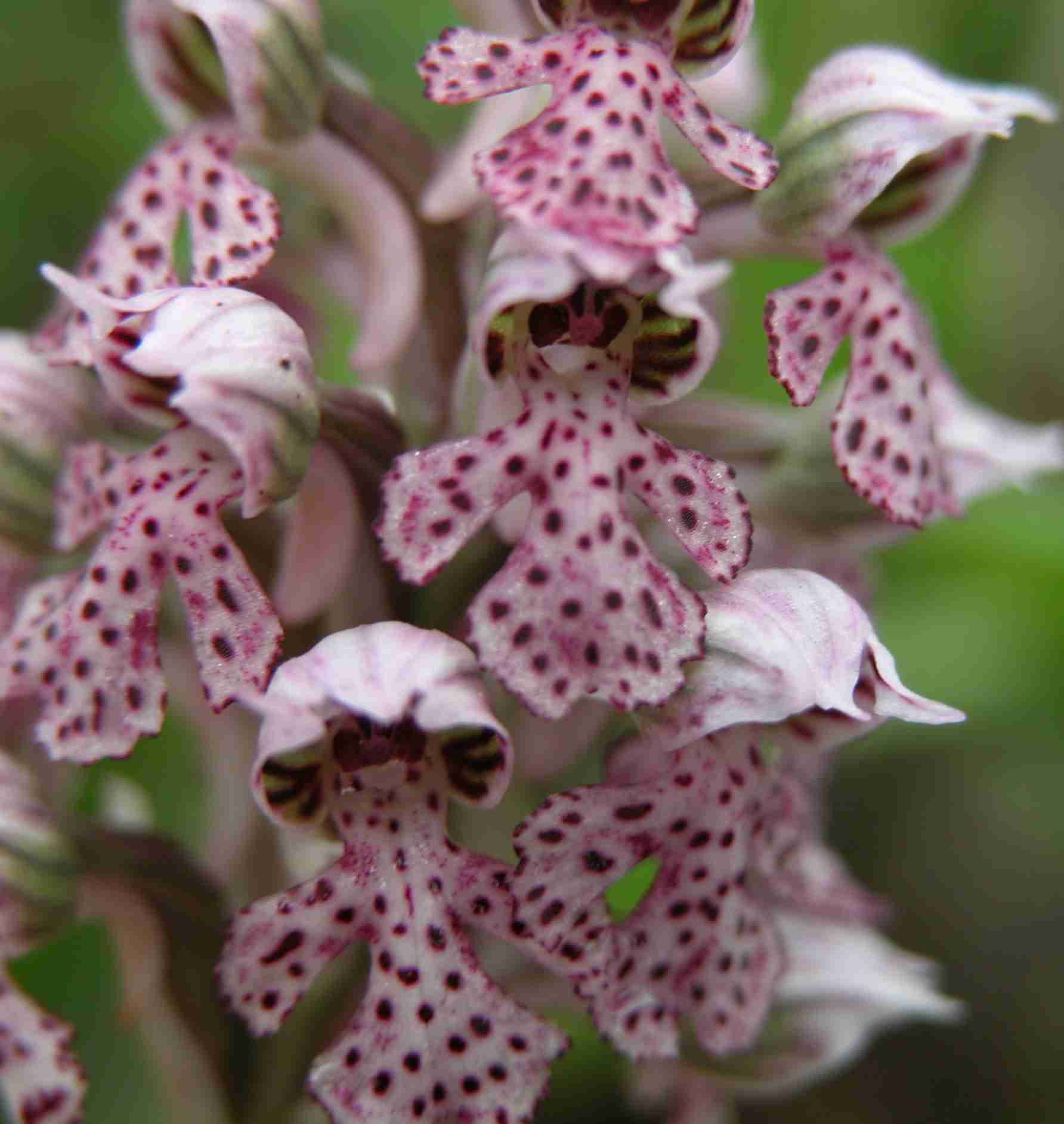 Variazioni cromatiche di Orchis lactea