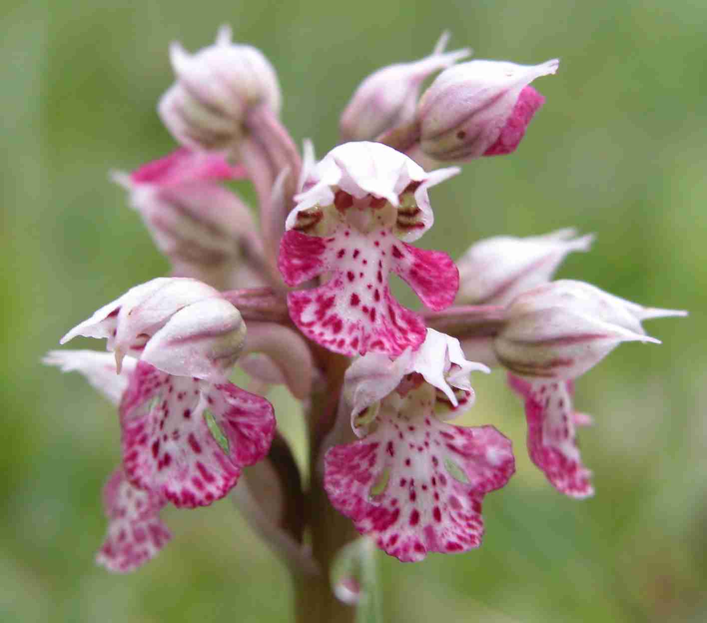 Variazioni cromatiche di Orchis lactea