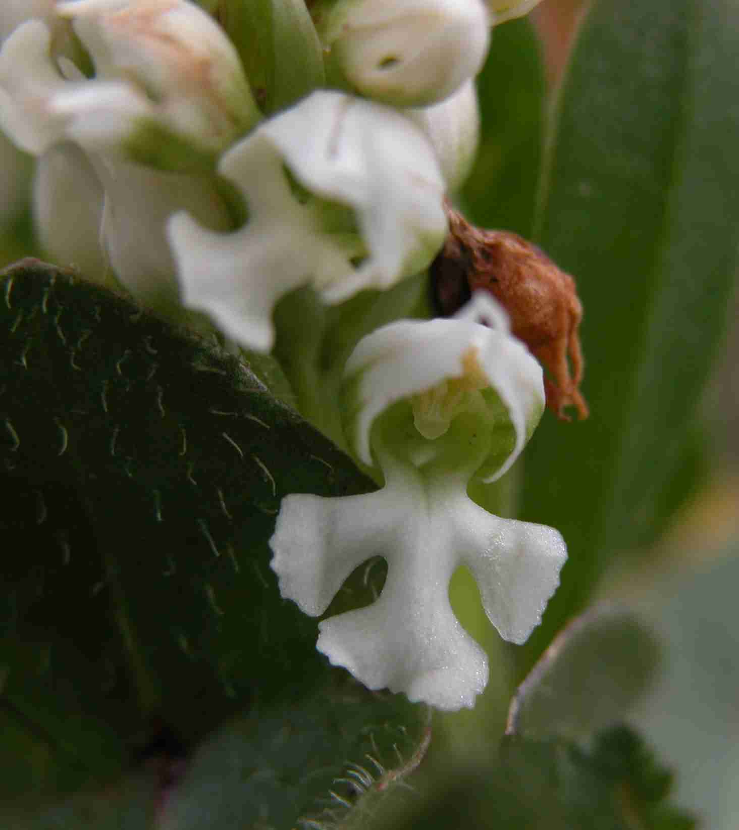 Variazioni cromatiche di Orchis lactea