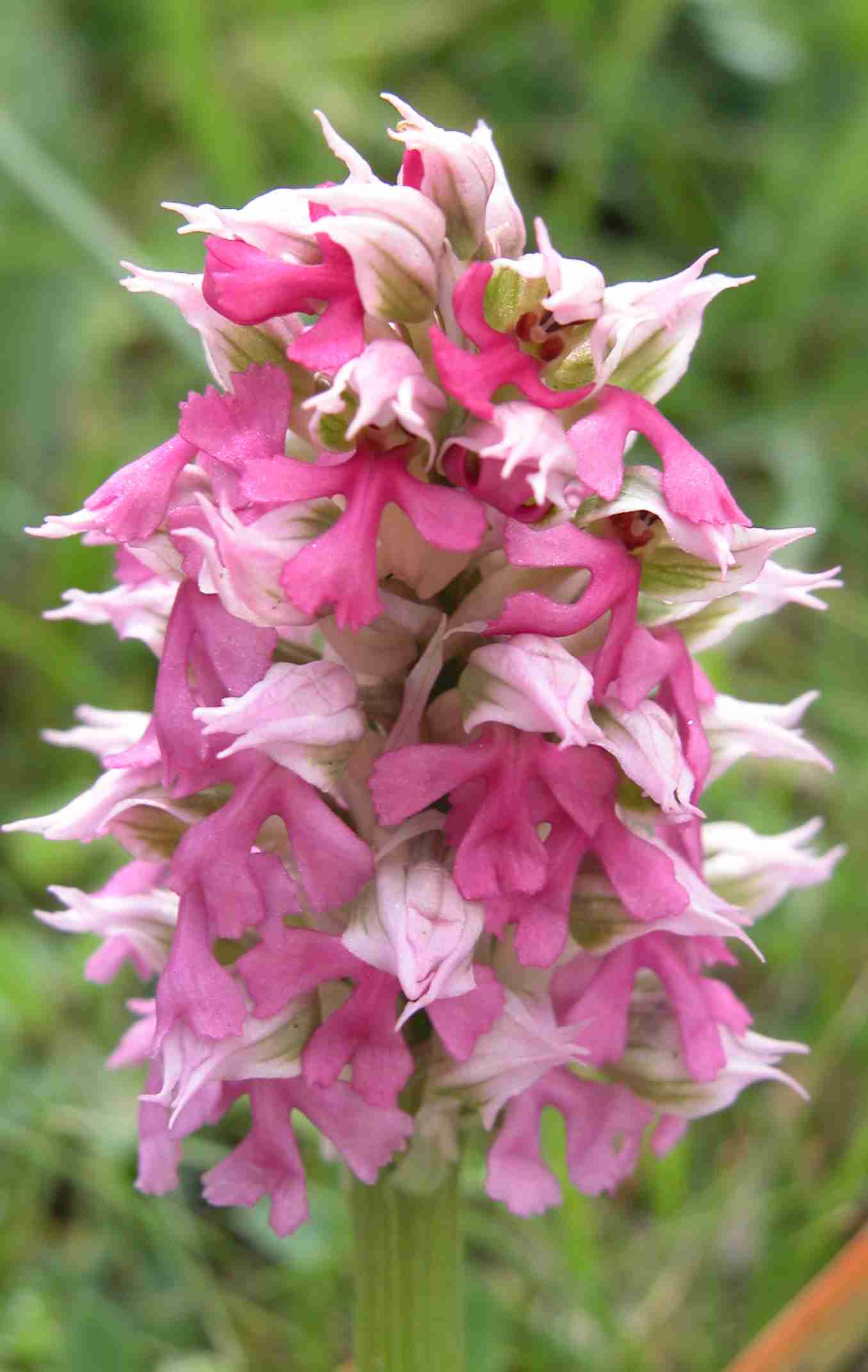 Variazioni cromatiche di Orchis lactea